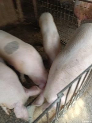 vand porci  - imagine 2