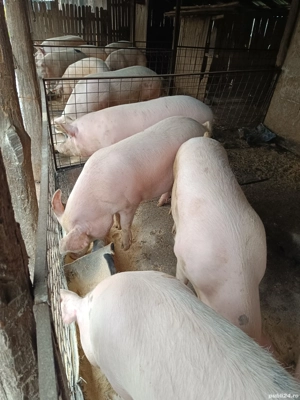 vand porci  - imagine 4