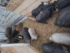 Purcei vietnamezi si mistreț  - imagine 2