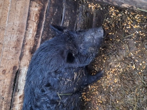 Purcei vietnamezi si mistreț  - imagine 3