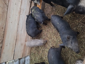 Purcei vietnamezi si mistreț 