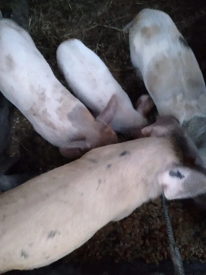 Vând porci pietrain cu marele alb de 8 saptamani