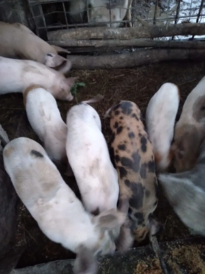 Purcei de 8 săptămâni, rasă pietrain cu marele alb, mănâncă foarte bine uscat, preț negociabil!!! - imagine 4