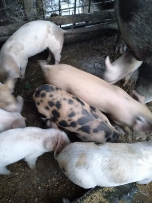 Purcei de 8 săptămâni, rasă pietrain cu marele alb, mănâncă foarte bine uscat, preț negociabil!!! - imagine 2