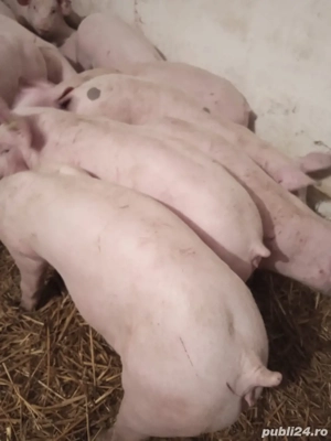 Porci de vanzare 