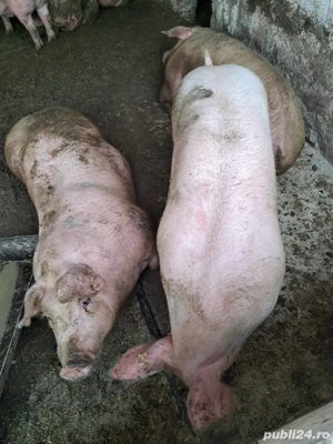 Porci de vanzare  - imagine 2