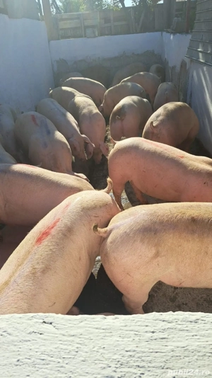 Porci de vanzare  - imagine 5
