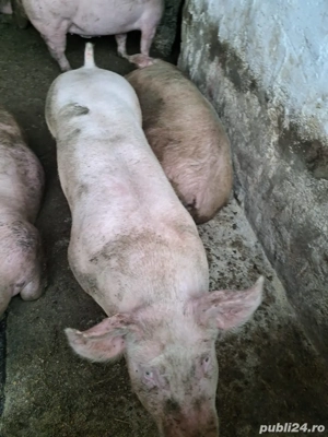 Porci de vanzare  - imagine 3