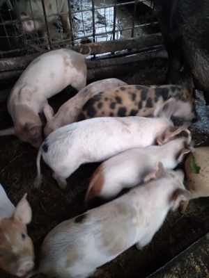 Purcei de 8 săptămâni, rasă pietrain cu marele alb, mănâncă foarte bine uscat, preț negociabil!!!