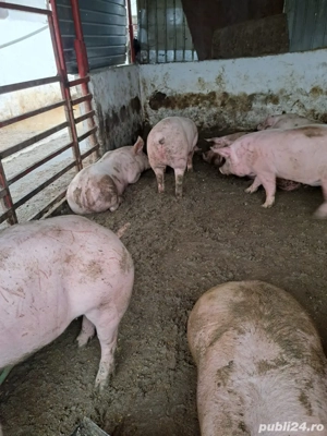 Porci de vanzare  - imagine 4