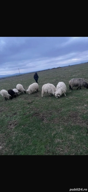 vand oi frumoase  - imagine 4