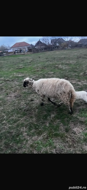 vand oi frumoase  - imagine 2