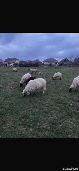 vand oi frumoase  - imagine 3