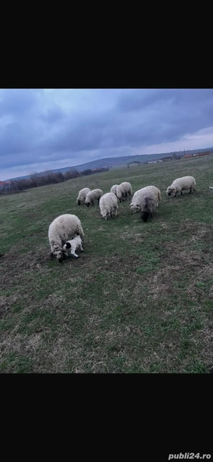 vand oi frumoase  - imagine 5