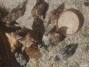 Pui rasă Sebrighet  - imagine 4