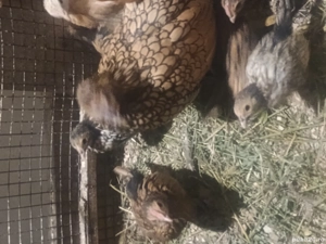 Pui rasă Sebrighet  - imagine 2