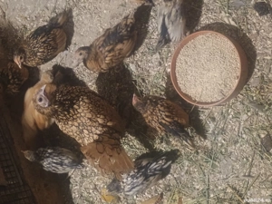 Pui rasă Sebrighet  - imagine 3