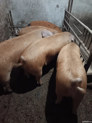 Vând porci 180 - 200 kg 