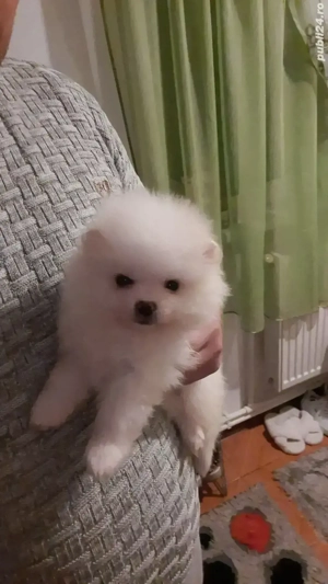 Pomeranian  mini spitz