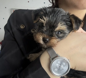 Pui Yorkshire Terrier ideal pentru familie, gata să cucerească orice inimă. 