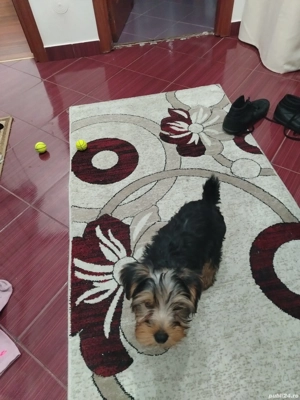 vind pui Yorkshire terrier - imagine 2