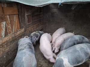 Porci de vanzare - imagine 4