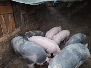 Porci de vanzare - imagine 2