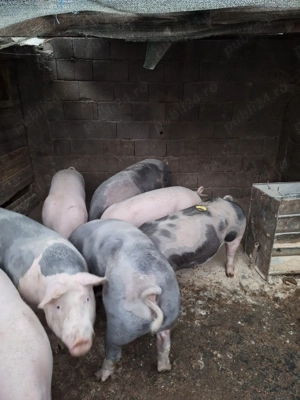 Porci de vanzare - imagine 3