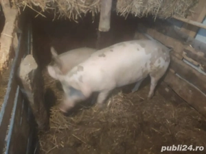 porc de vanzare 15 lei kg  - imagine 4
