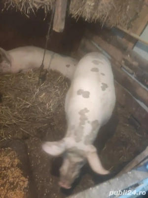 porc de vanzare 15 lei kg  - imagine 3