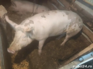 porc de vanzare 15 lei kg  - imagine 5