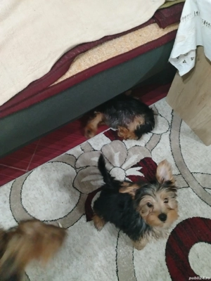 vind pui Yorkshire terrier - imagine 4