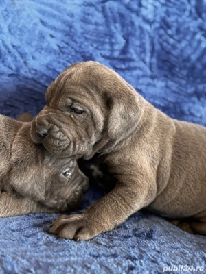 catei cane corso blue  - imagine 3