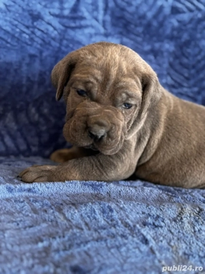 catei cane corso blue  - imagine 2