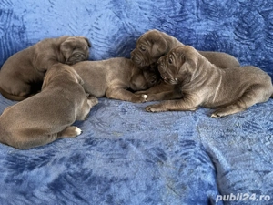 catei cane corso blue  - imagine 4