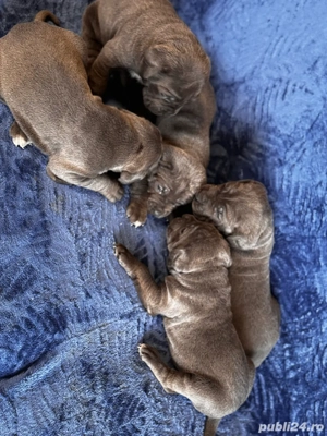 catei cane corso blue  - imagine 5