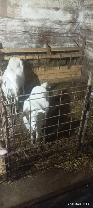 Vand 2 capre,nu se dau separat - imagine 3