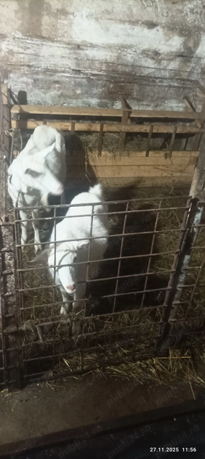 Vand 2 capre,nu se dau separat - imagine 2