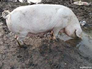 Porci de vânzare  - imagine 4