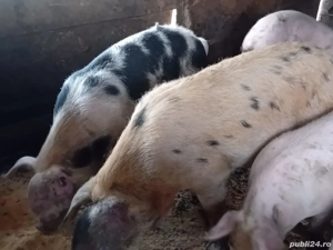Porci de vânzare  - imagine 3
