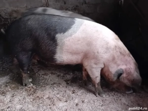 Porci de vânzare  - imagine 2