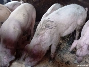 Porci de vânzare  - imagine 5