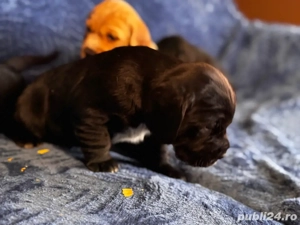 catei cocker spaniol  - imagine 3