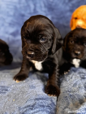 catei cocker spaniol  - imagine 2