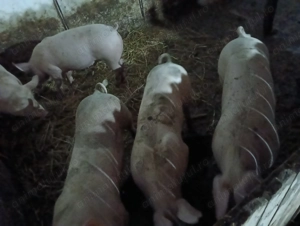 Porci de vanzare  - imagine 2