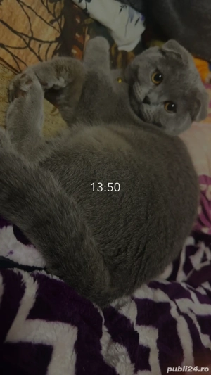 scotthis fold - imagine 3