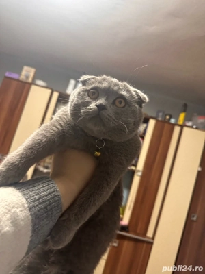 scotthis fold - imagine 4