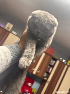 scotthis fold - imagine 2