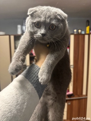 scotthis fold - imagine 5