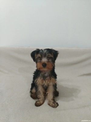 vind pui Yorkshire terrier